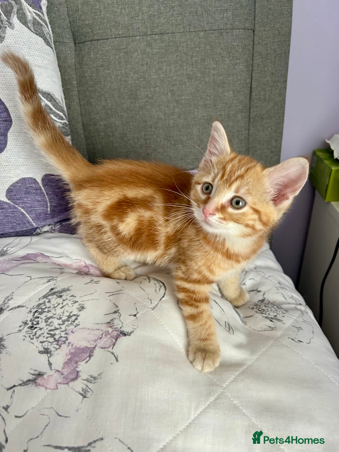 Domestic Shorthair cats for sale: Sweet Ginger Prince - Image 6