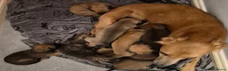 Lurcher dogs for sale: Lurcher puppies for sale  - Advert 1