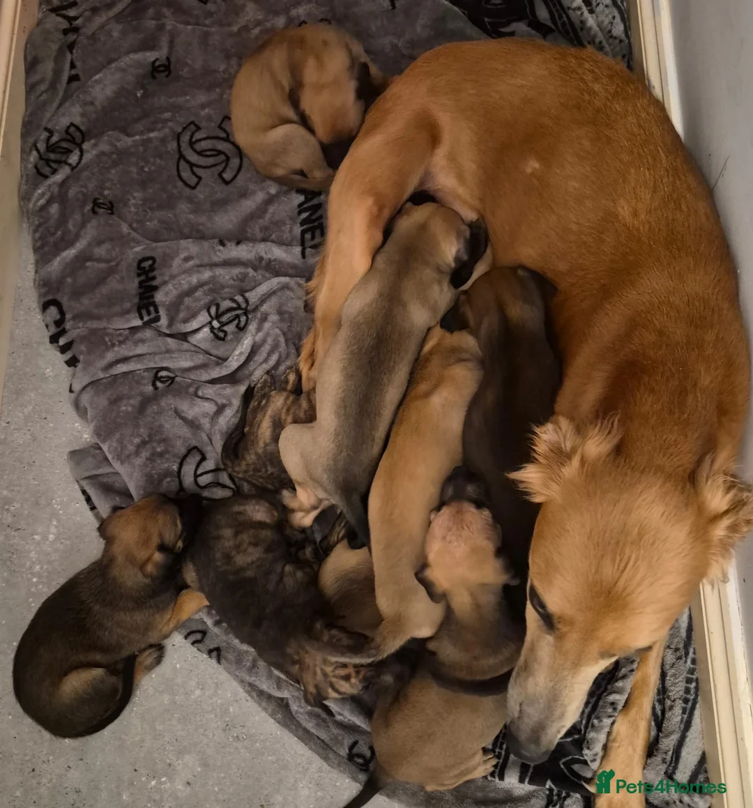 Lurcher dogs for sale: Lurcher puppies for sale  - Advert 1