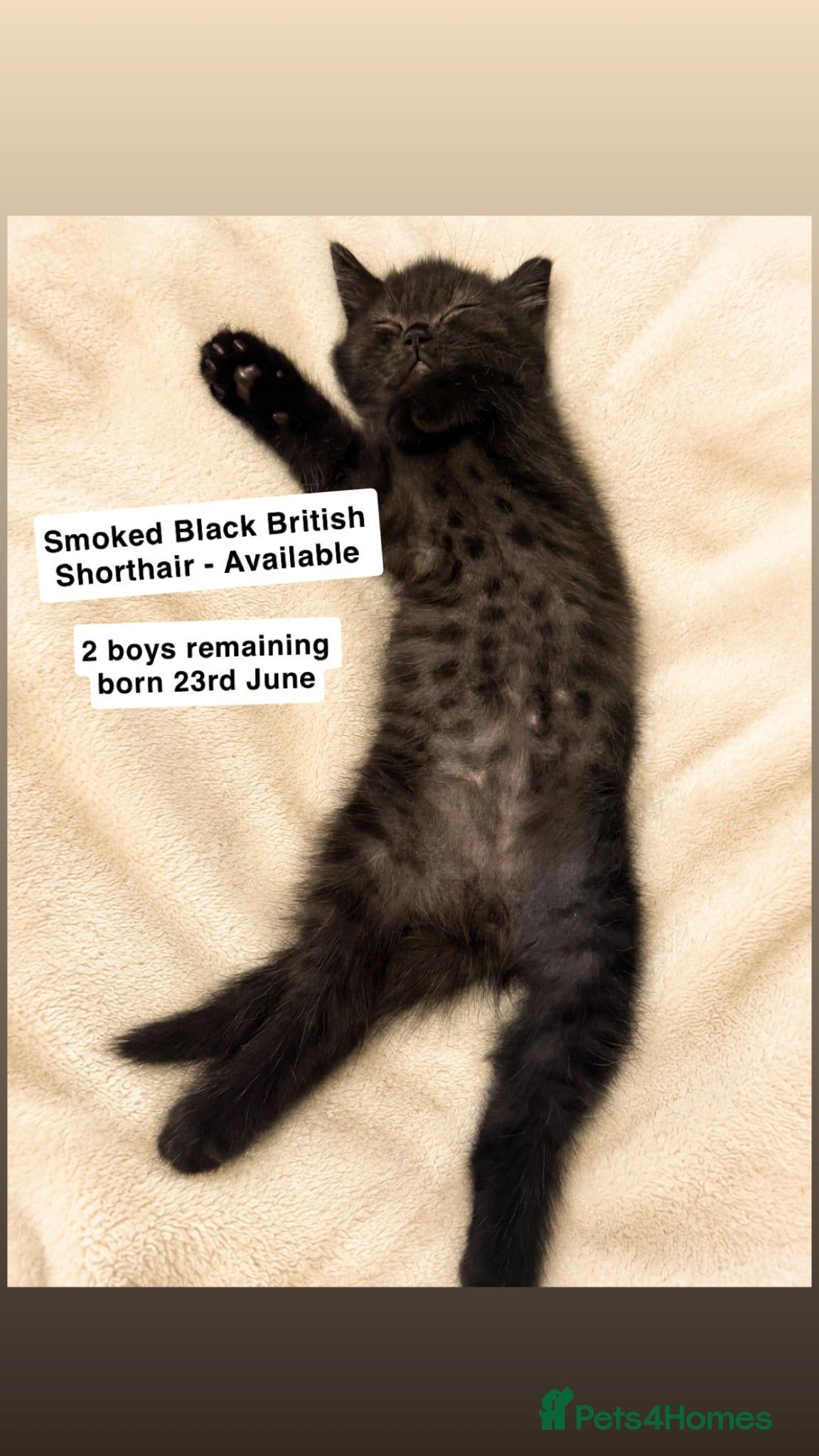 British Shorthair cats Supreme Champion Line British Shorthair Kittens - Advert 2