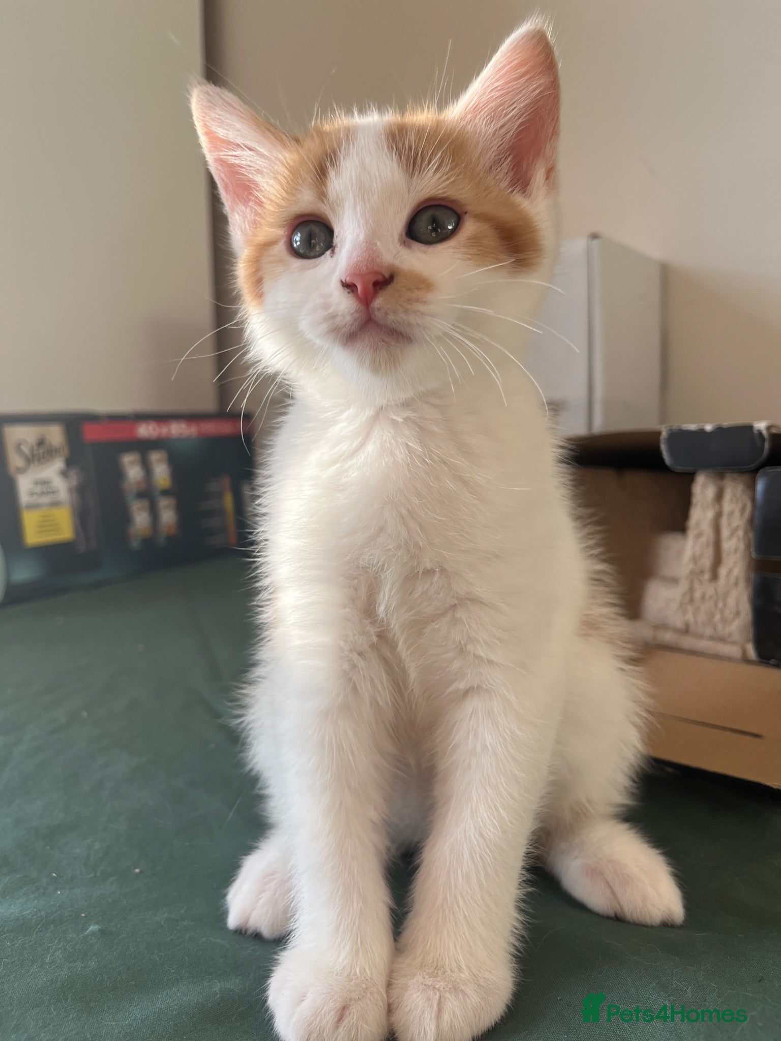 Mixed Breed cats Ginger - Advert 2