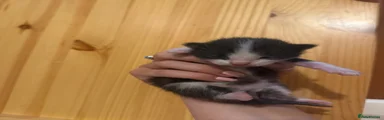 Mixed Breed 3