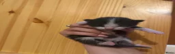 Mixed Breed cats for sale: Kittens for sale  - Advert 4