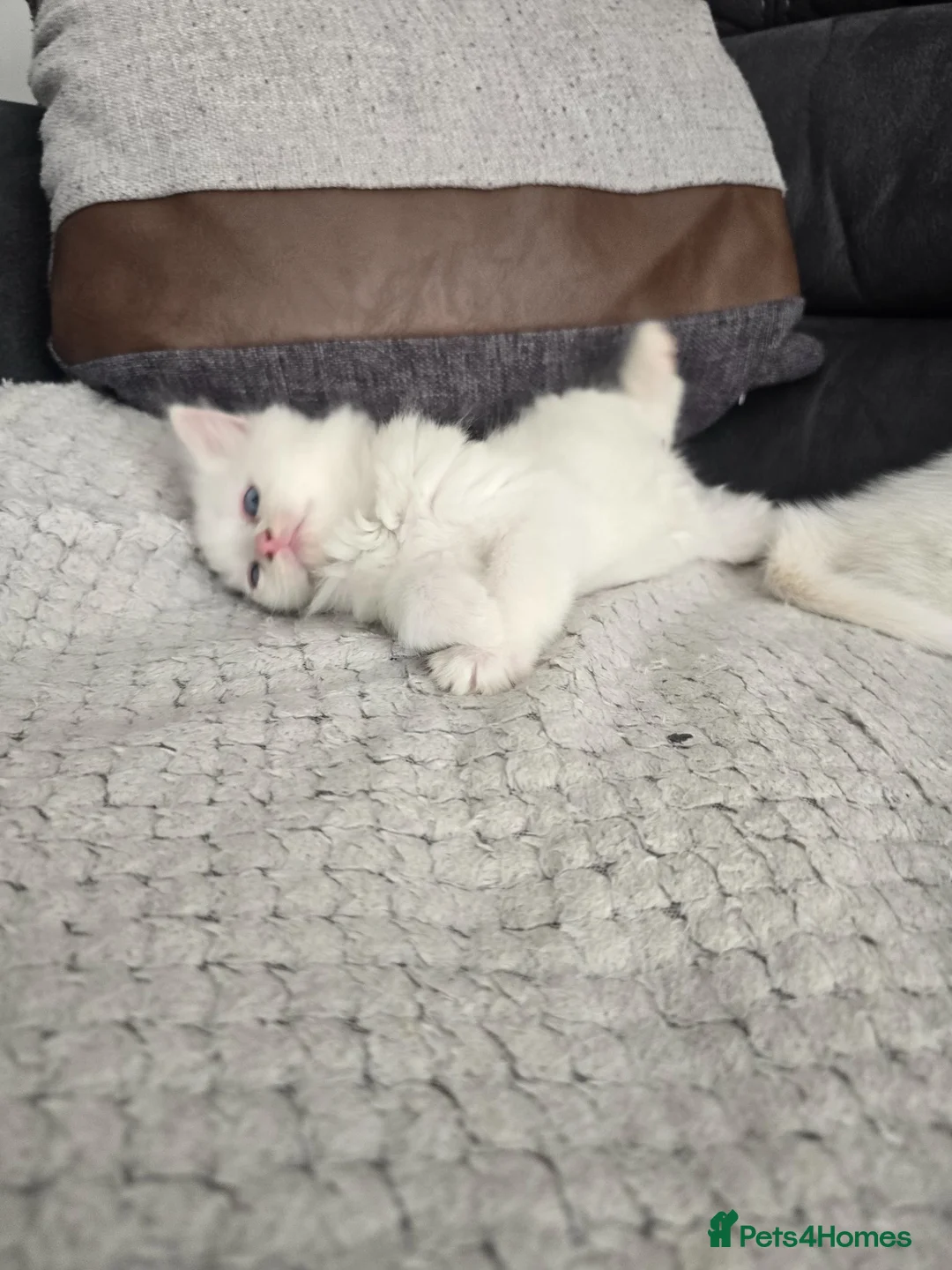 Mixed Breed cats for sale: Lovely pure white kittens longhair and short hair - Advert 2