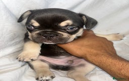 French Bulldog dogs for sale: French bulldog puppies fluffy carriers  - Image 24