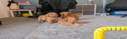 Labradoodle dogs for sale: Stunning F2 labradoodles ready now * 3 left* - Advert 5
