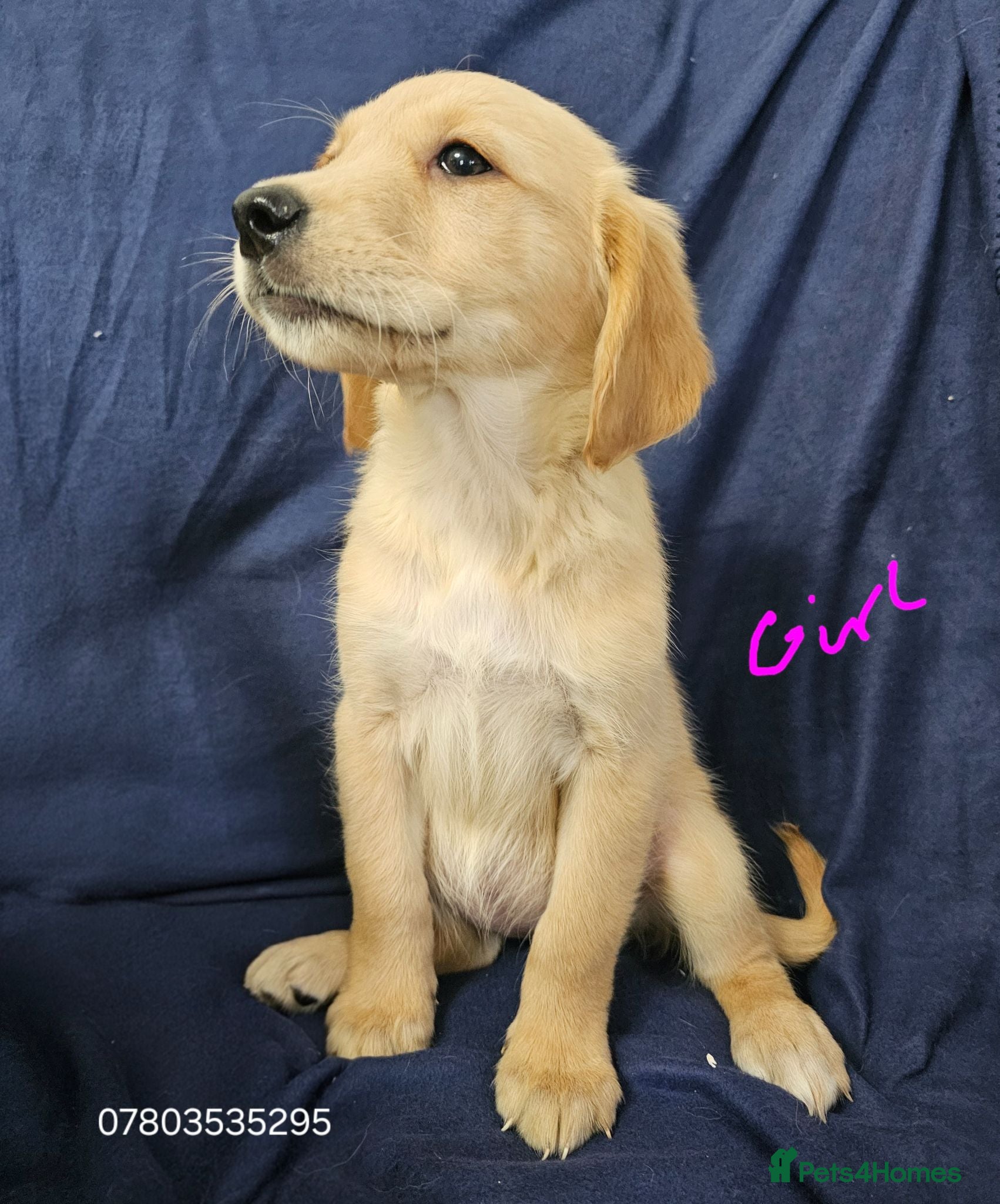 Golden Retriever dogs Golden retriever puppies updated photos  26/07 - Advert 5