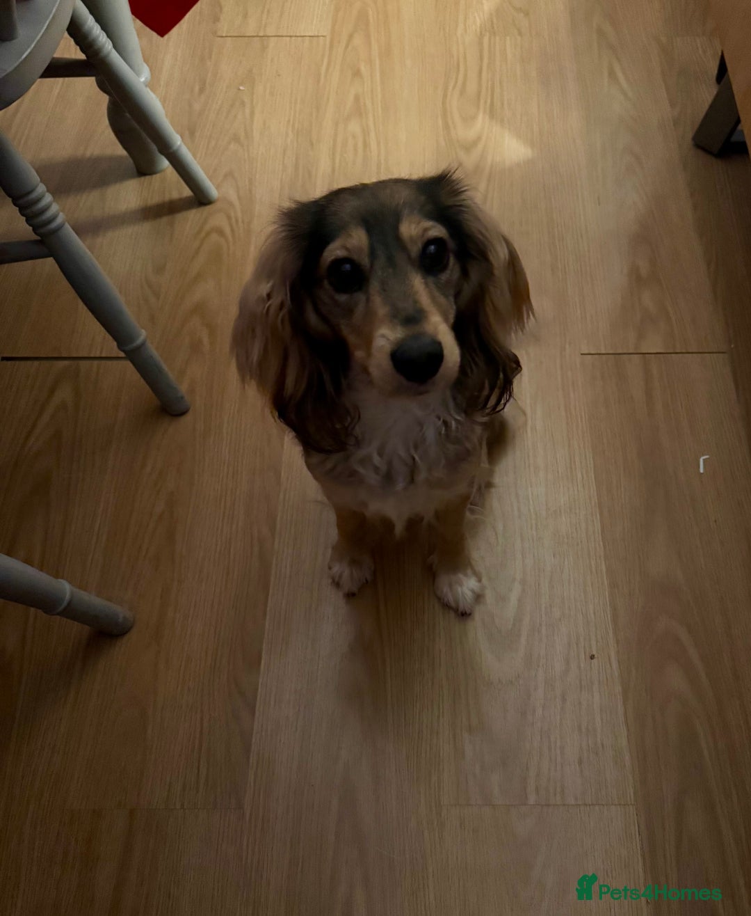 Cockalier dogs for sale: Loving cocker spaniel cross cavalier  - Advert 1