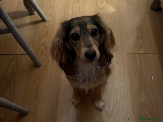 Cockalier dogs Loving cocker spaniel cross cavalier - Advert 2