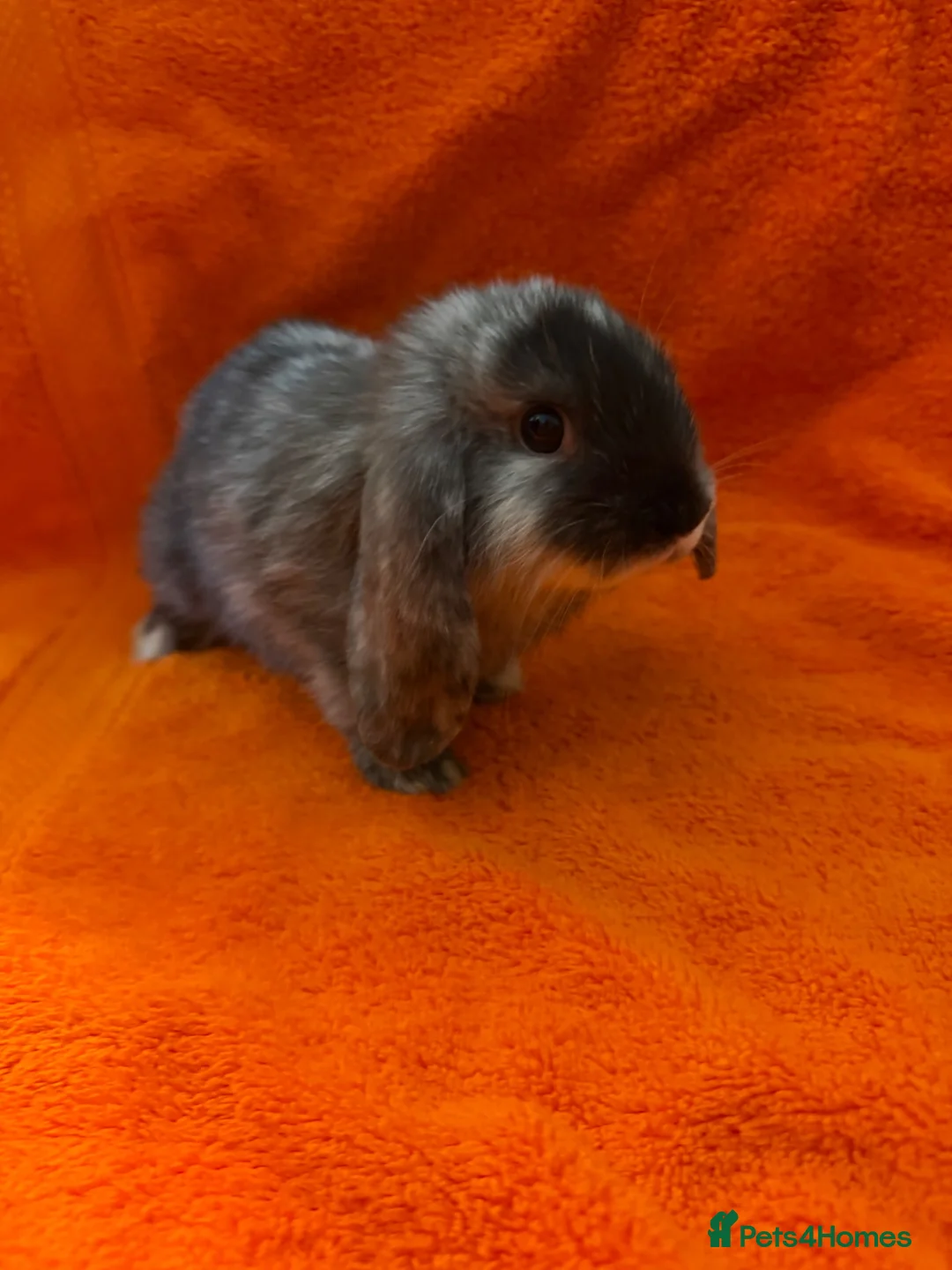 Mini Lop rabbits for sale: Pure Mini Lops [BOYS] - Advert 1
