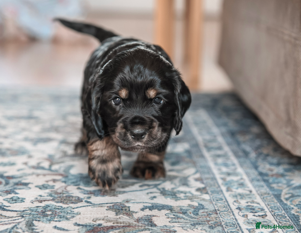 Cocker Spaniel dogs Beautiful Cocker spaniel puppies  - Advert 2