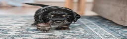 Cocker Spaniel dogs for sale: One female puppy left  - Advert 27