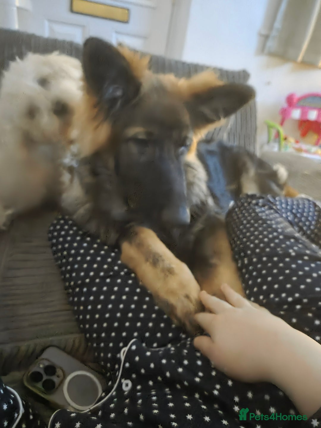 German Shepherd dogs for sale: 5 month german  - Advert 2