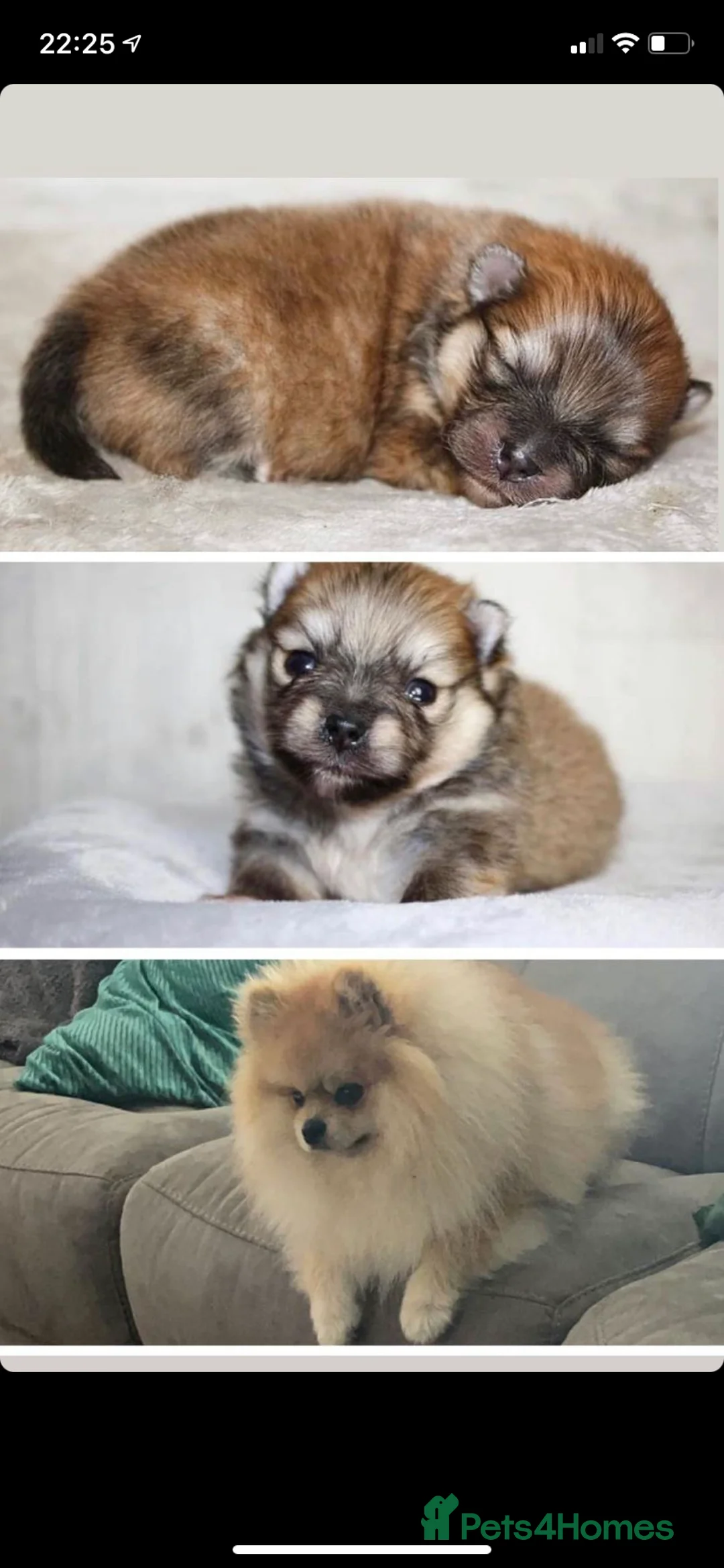 Pomeranian dogs for stud: Chocolate Stud Kc Registered ,Embark tested in Runcorn - Advert 24