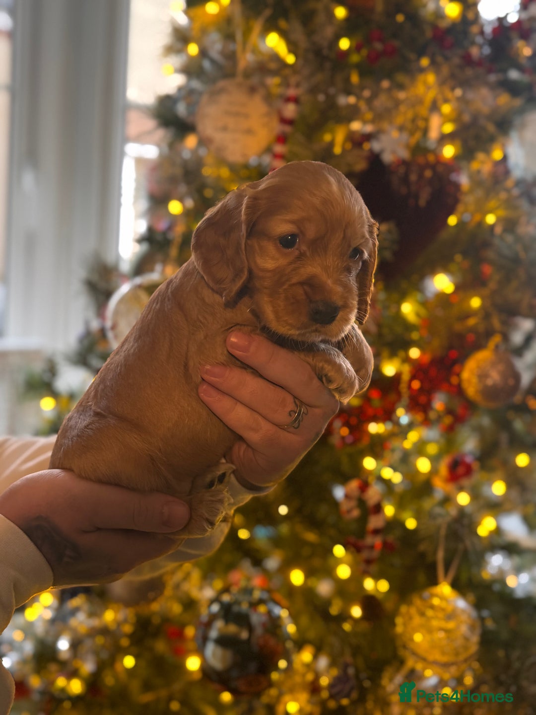 Cocker Spaniel dogs for sale: 3 cocker spaniel boys available call  **  - Advert 2