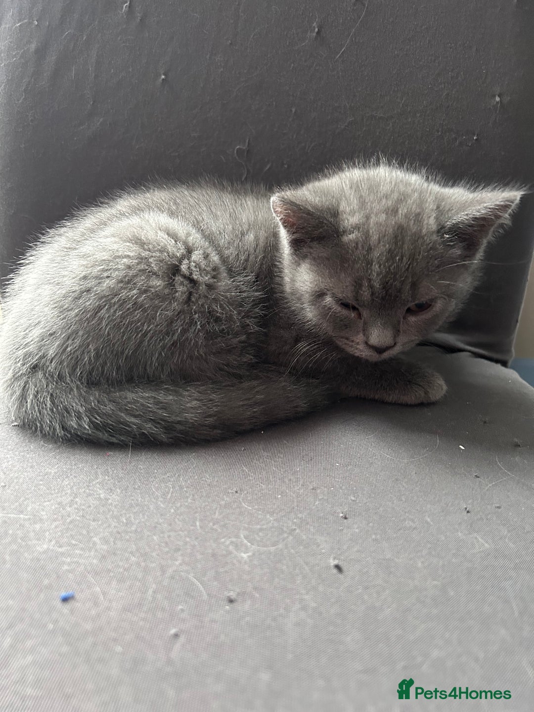 British Shorthair cats for sale: Beautiful Male British Shorthair kittens - Advert 3