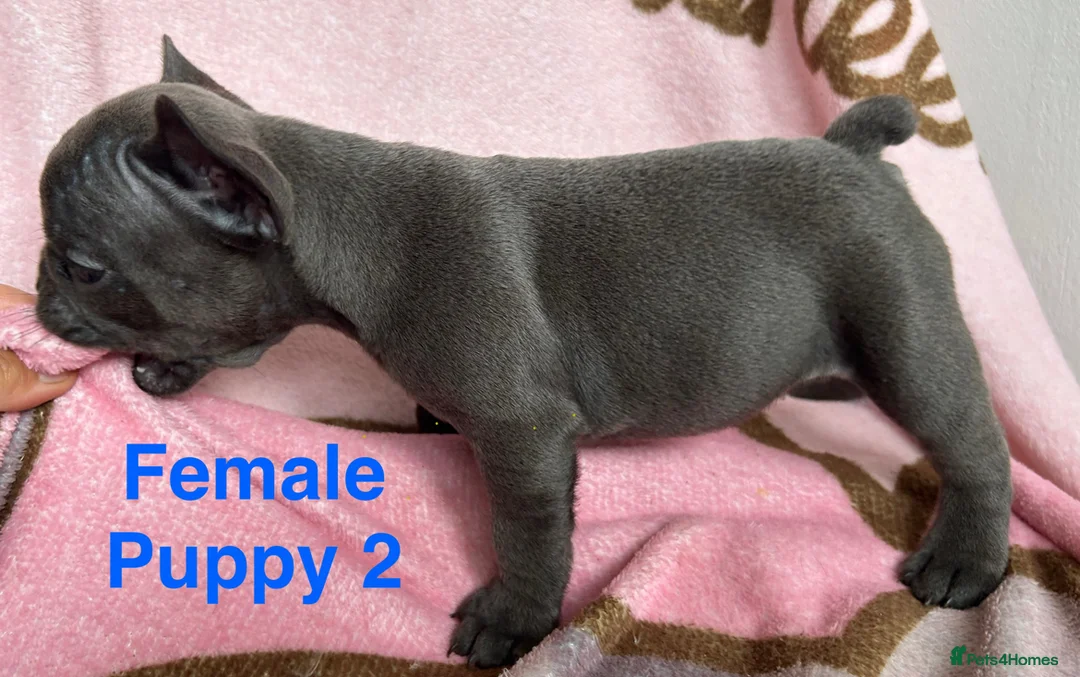 French Bulldog dogs for sale: Blue French bulldog puppies  - Advert 2
