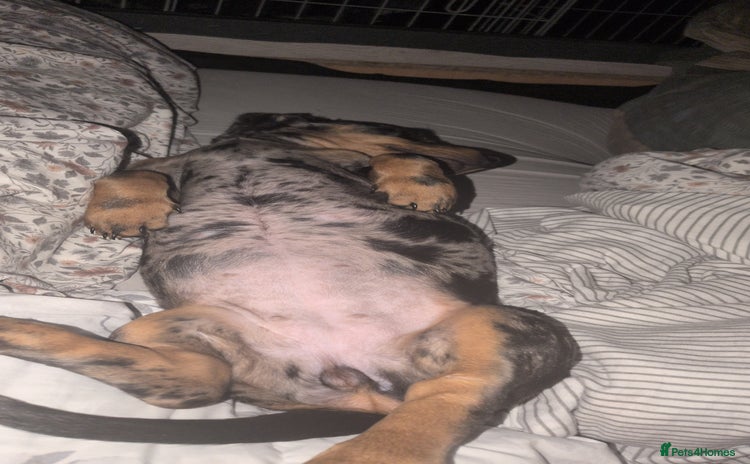 Dachshund dogs - Advert 2