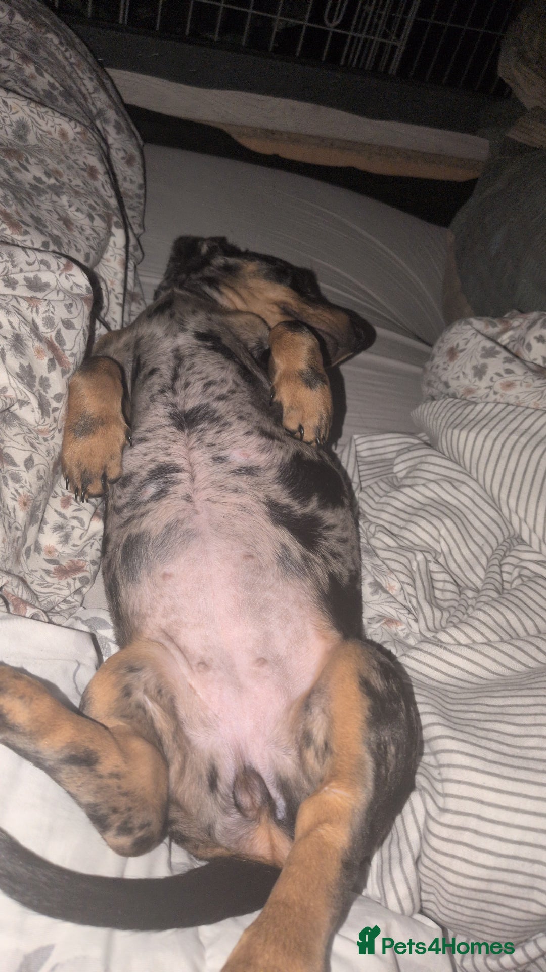 Dachshund dogs for sale: Hi I have beautiful puppy girl - Image 1