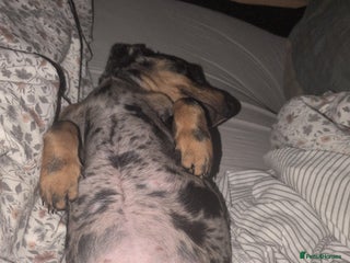 Dachshund dogs for sale - Advert 1