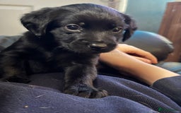 Mixed Breed dogs for sale: Labrador X Yorkshire terrier  - Image 1
