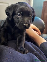 Mixed Breed dogs - Advert 10