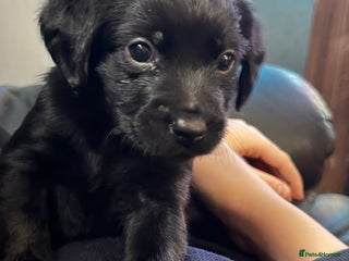 Mixed Breed dogs - Advert 1