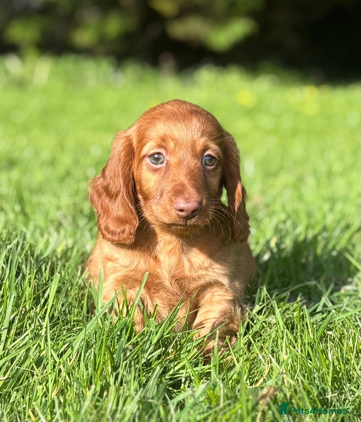 Dachshund dogs Adorable long haired miniature dachshund puppies  - Advert 2