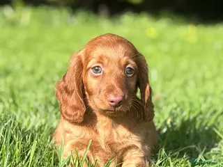 Dachshund dogs Adorable long haired miniature dachshund puppies - Advert 2