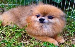 Pomeranian dogs for adoption: Milo’s Heartbreaking Tale - Image 3