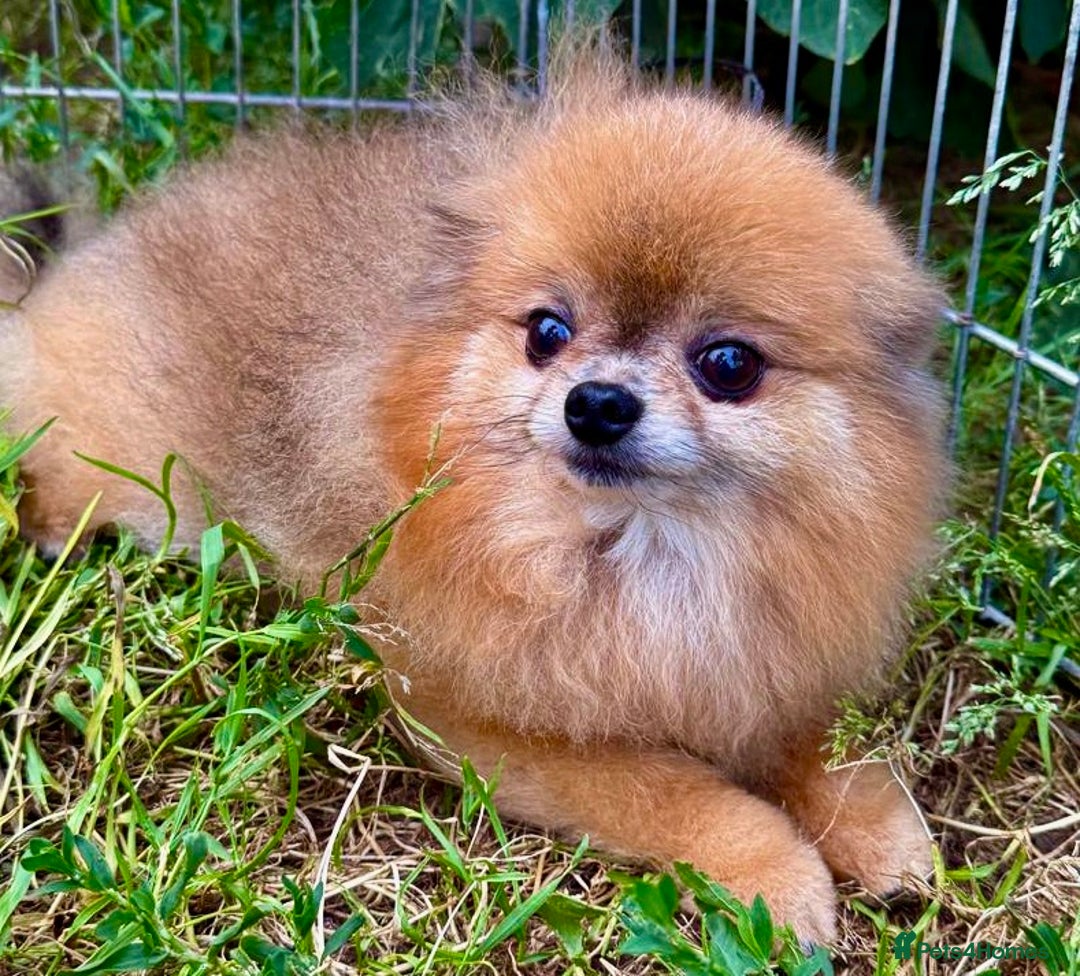 Pomeranian dogs for adoption: Milo’s Heartbreaking Tale - Image 3