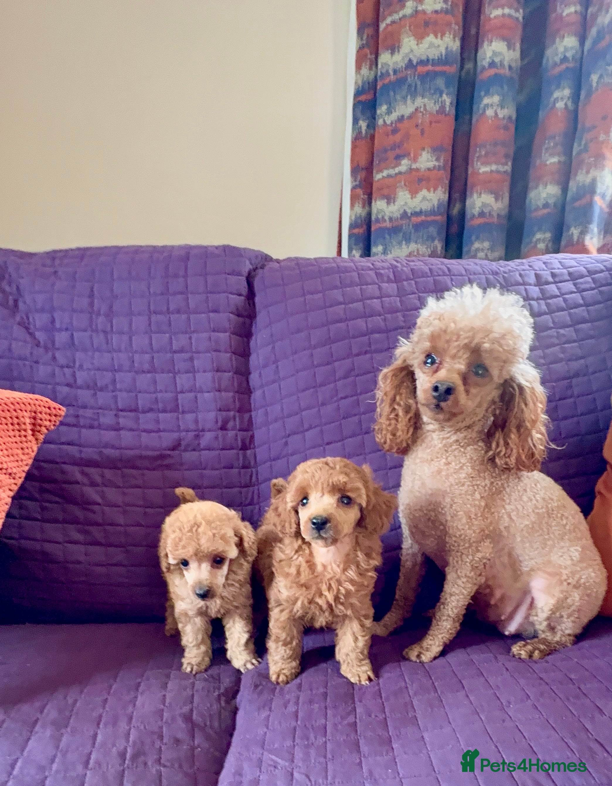 Toy Poodle dogs ⭐️ Licensed Breeder ⭐️ Toy Poodle Puppies  - Advert 1