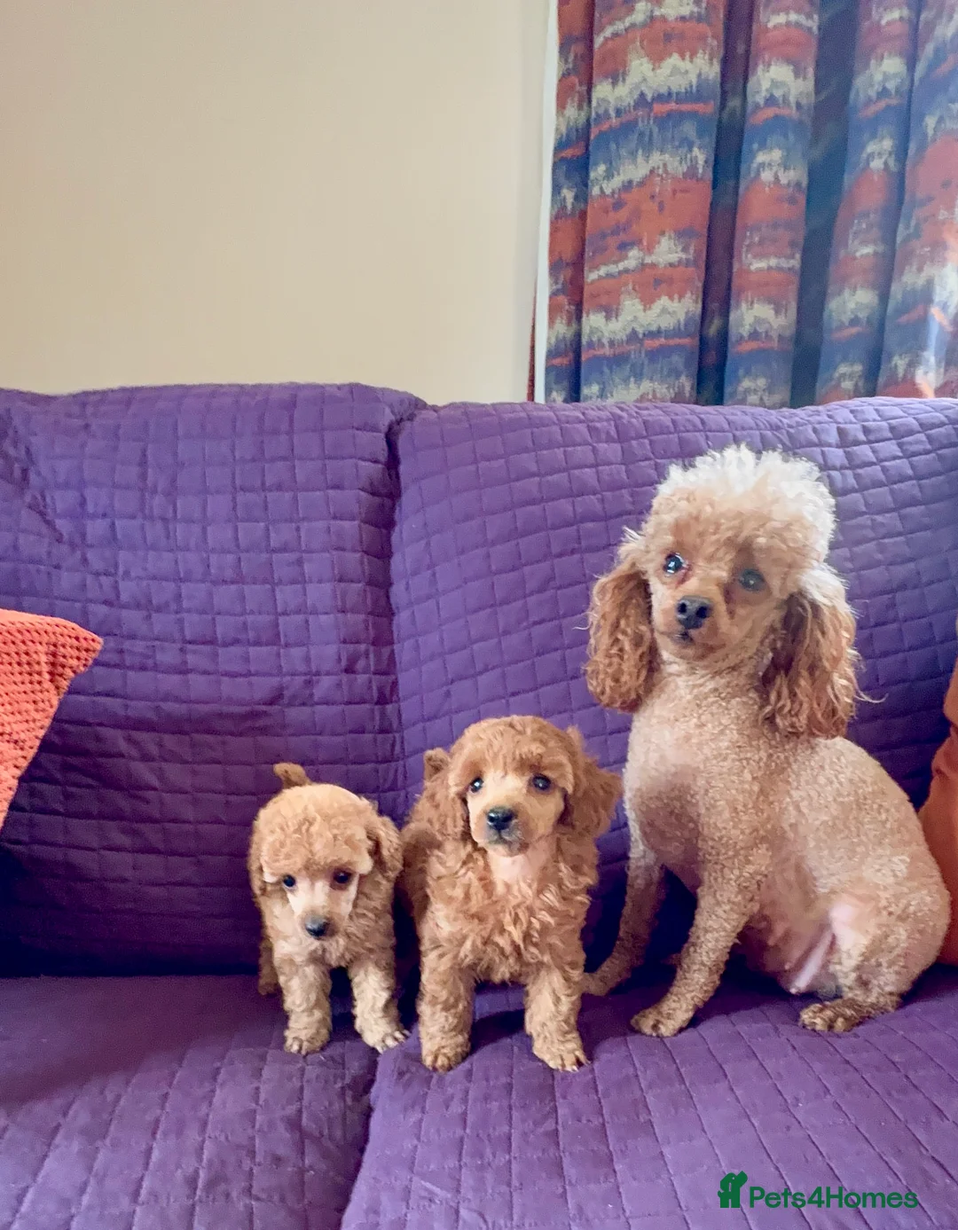 Toy Poodle dogs for sale: ⭐️ Licensed Breeder ⭐️ Toy Poodle Puppies  - Advert 1