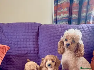 Toy Poodle dogs ⭐️ Licensed Breeder ⭐️ Toy Poodle Puppies - Advert 1