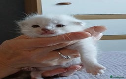 Ragdoll cats for sale: 3 blue lynx and 1  blue Ragdoll x Bengal kittens  - Image 8