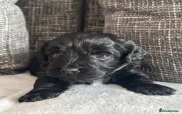 Mixed Breed dogs for sale: 6 beautiful havapoo’s - Image 6