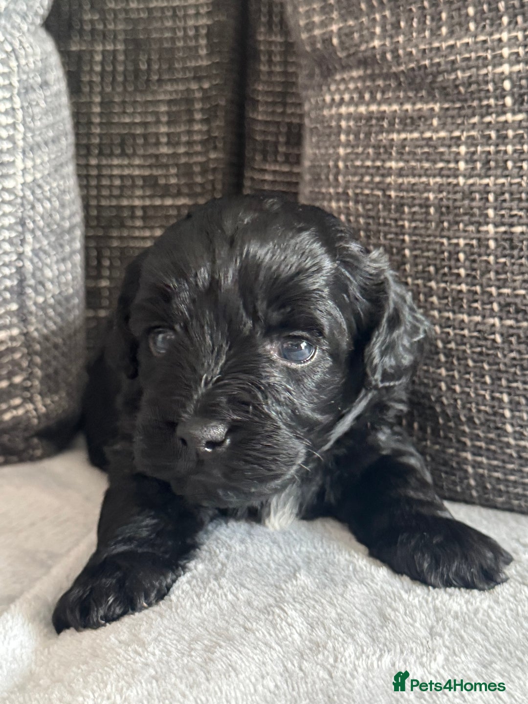 Mixed Breed dogs for sale: 6 beautiful havapoo’s - Image 6