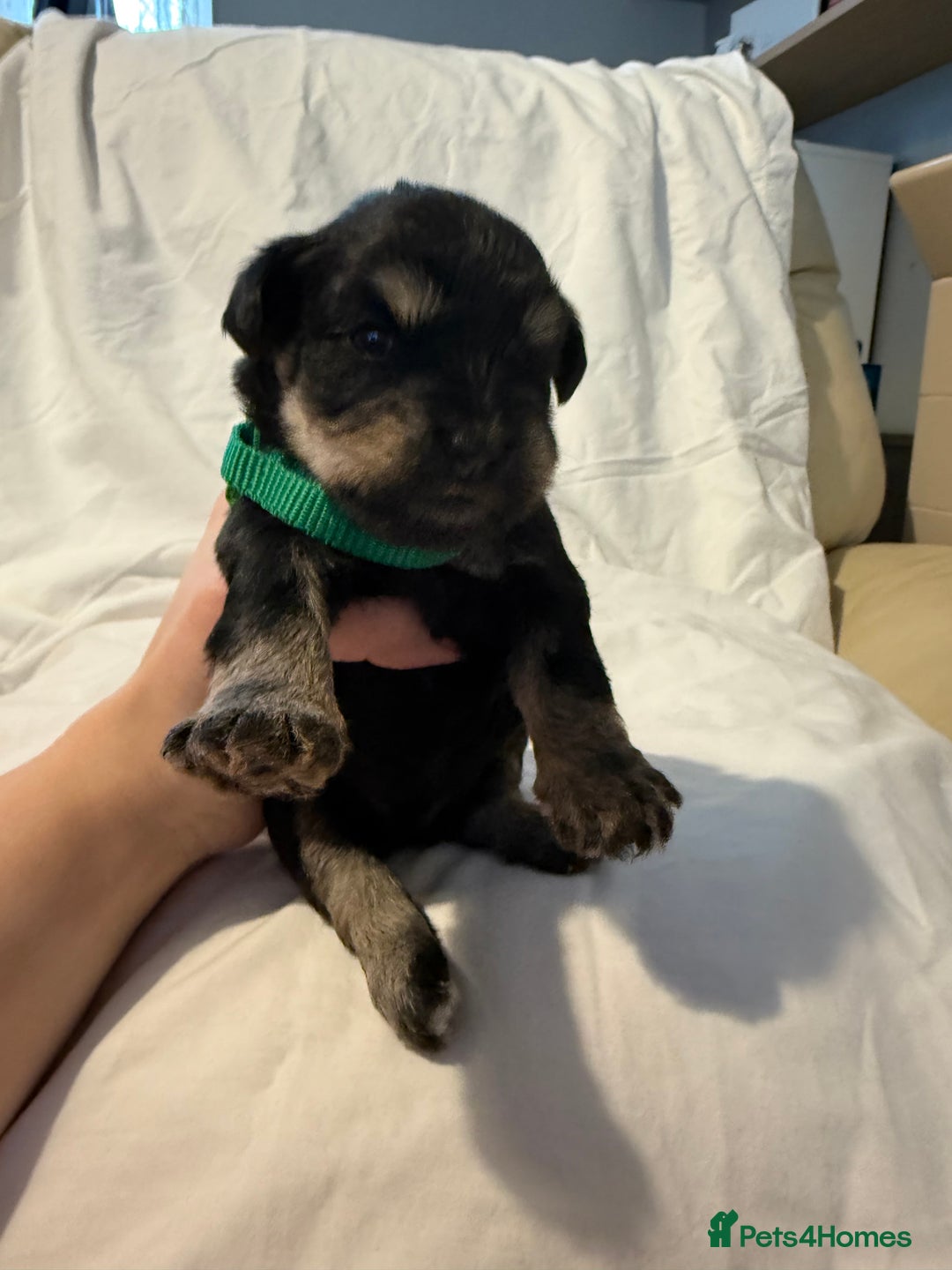 Miniature Schnauzer dogs for sale: Miniature schnauzer girl puppy available - Advert 14