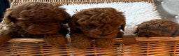Toy Poodle dogs for sale: Stunning Deep Red Toy poodle puppies  - Advert 10