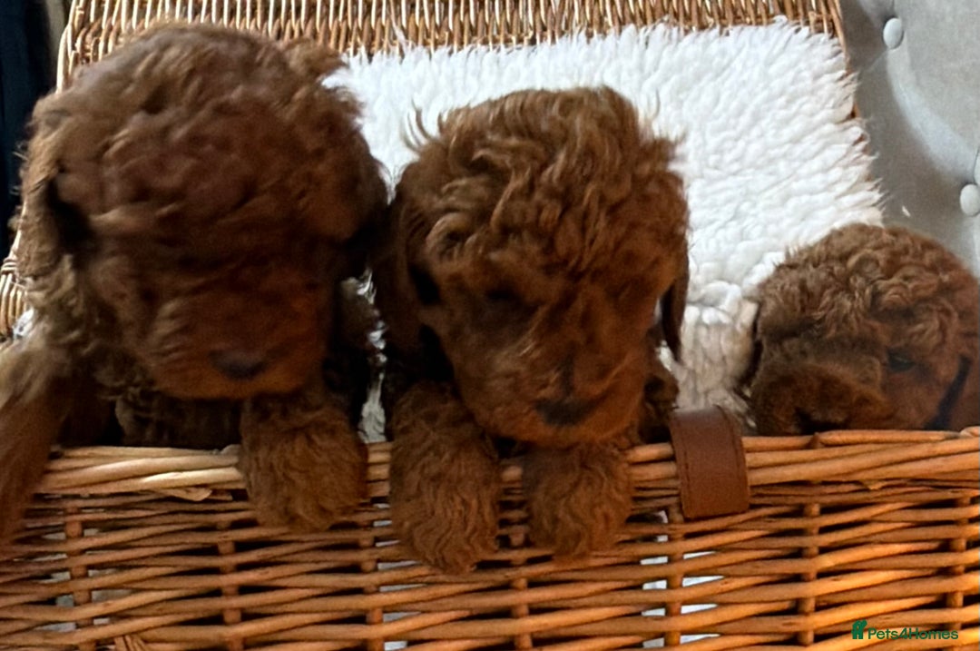 Toy Poodle dogs for sale: Stunning Deep Red Toy poodle puppies  - Advert 10