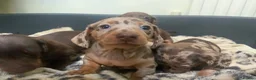 Miniature Dachshund dogs for sale: Funny happy miniature dachshund puppies - Advert 21