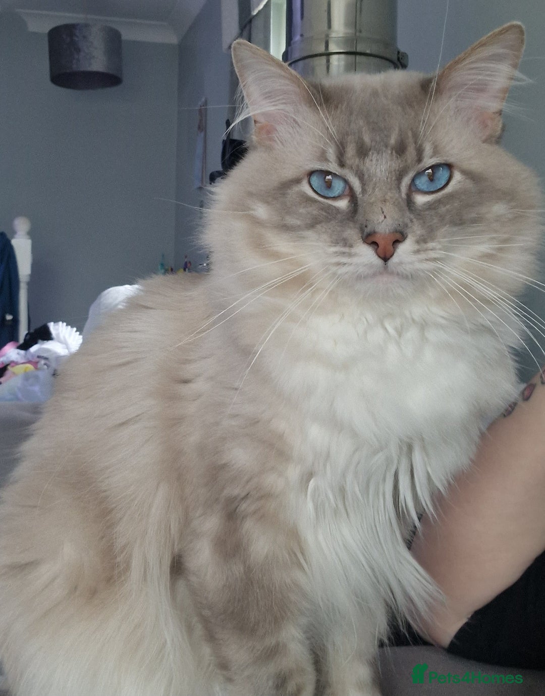 Ragdoll cats for stud: Handsome blue lynx Ragdoll for stud in Bathgate - Image 1