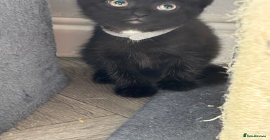 Mixed Breed cats - Advert 10