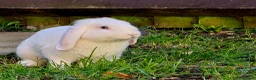 Mini Lop rabbits for sale: 2 male rabbits in Bedford - Advert 3