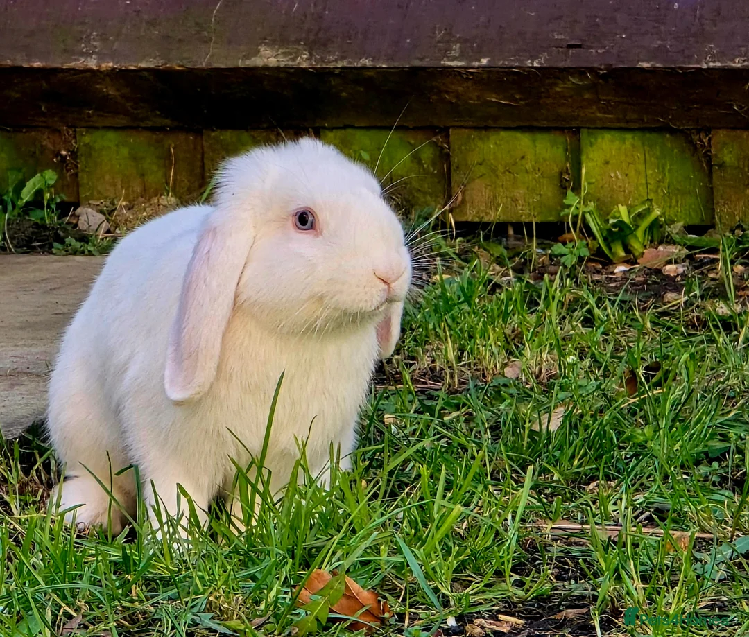 Mini Lop rabbits for sale: 2 male rabbits in Bedford - Advert 3