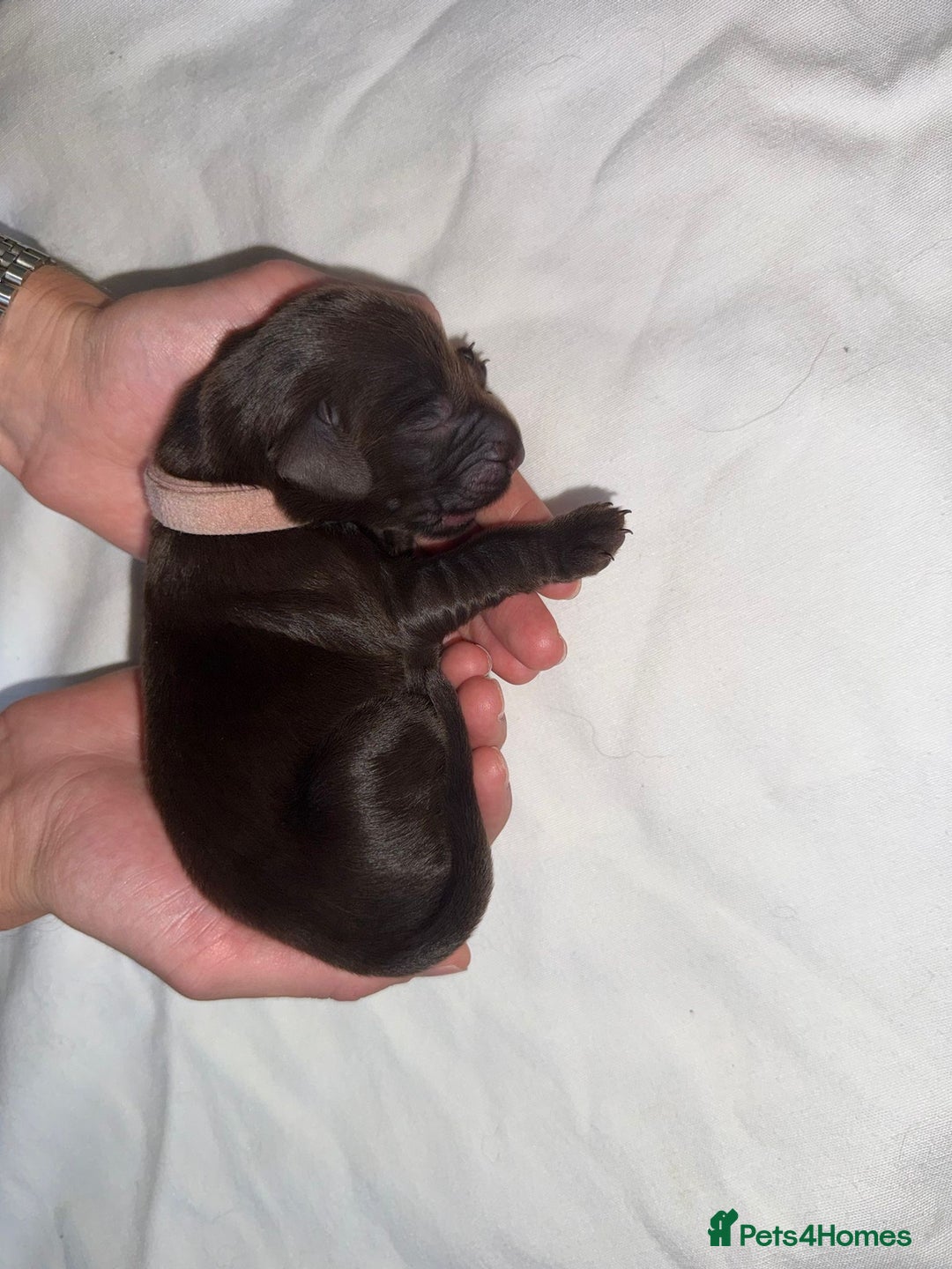 Flat coated Retriever dogs for sale: Flat coat Retriever Puppies for sale - Image 13