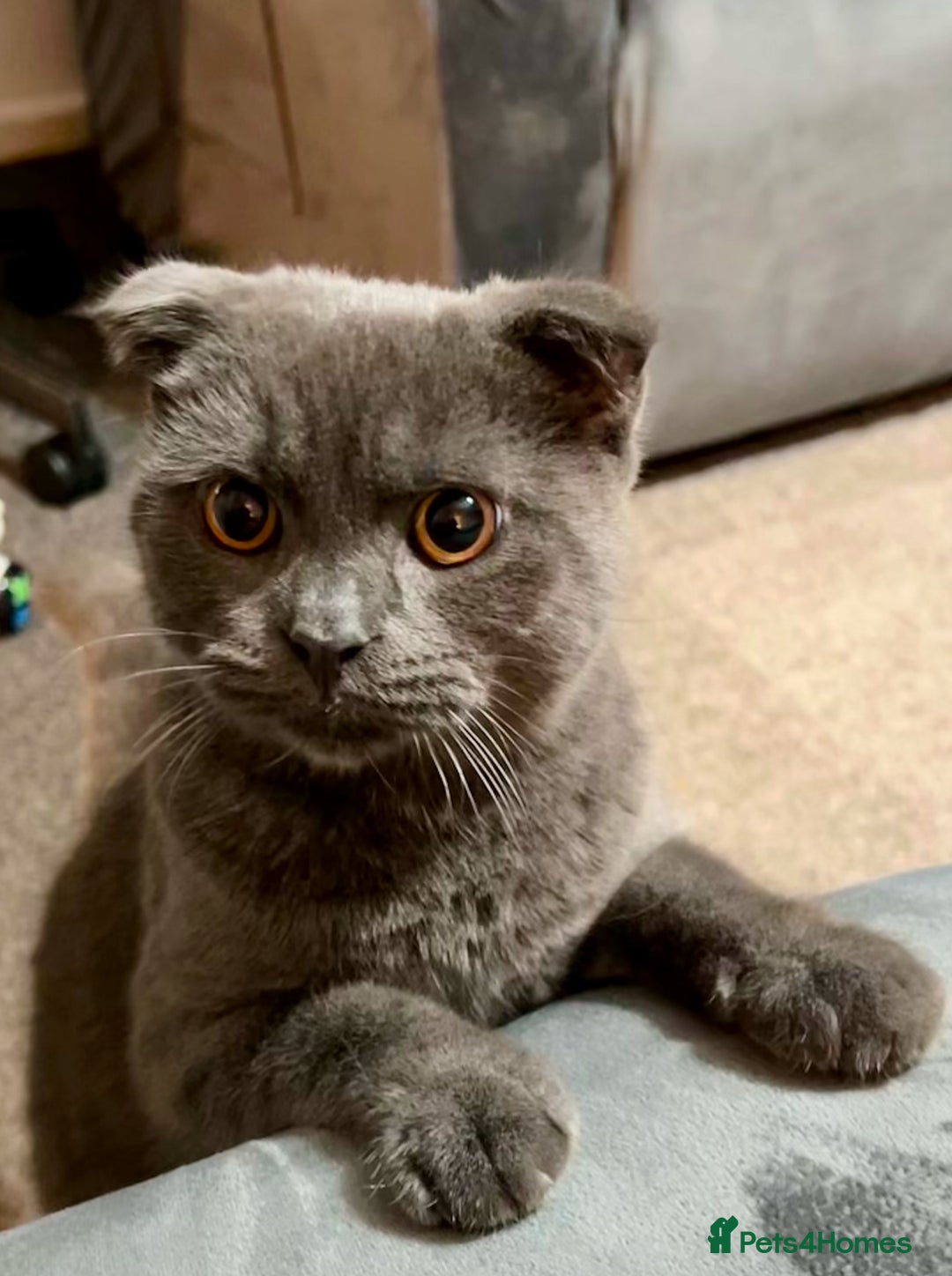 Scottish Fold cats for sale: British short hair and Scottish fold boys - Advert 3