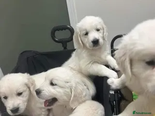 Golden Retriever dogs Golden retriever puppies - Advert 3