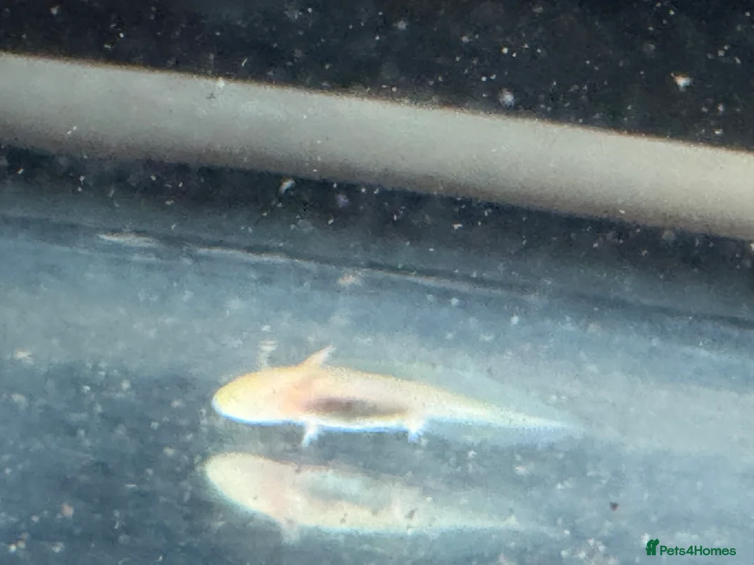 Axolotl reptiles for sale: Axolotl - Advert 19