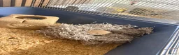 Hamster rodents for sale: Two hamsters  in Sheffield - Advert 4